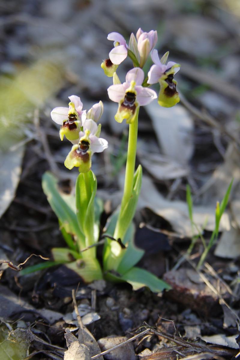 Ophrys tenthredinifera